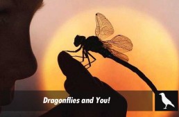 Dragonflies and You!