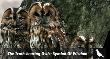 The Truth-bearing Owls: Symbol Of Wisdom