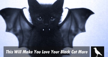 This Will Make You Love Your Black Cat More