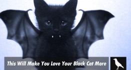 This Will Make You Love Your Black Cat More