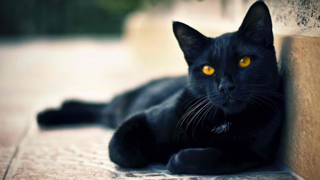 black-cat-wide-hd-wallpaper-downlaod-black-cat-images-free