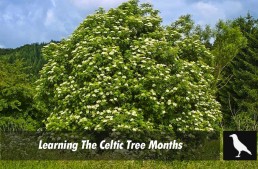 Learning The Celtic Tree Months